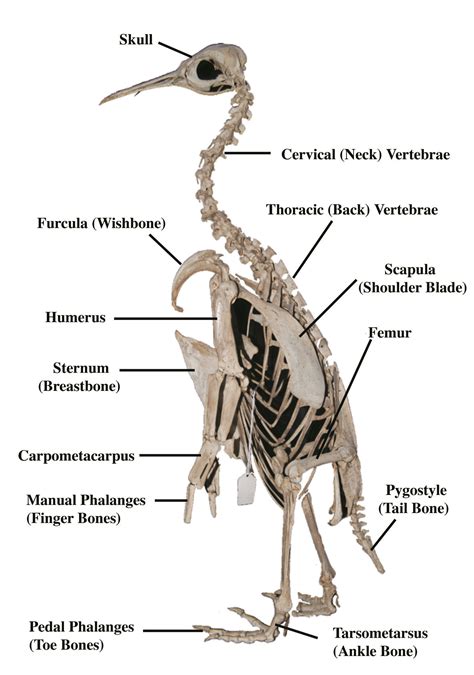 penguin arms|penguin head anatomy.